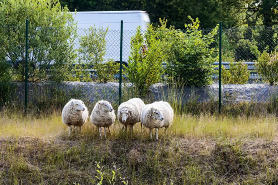 moutons