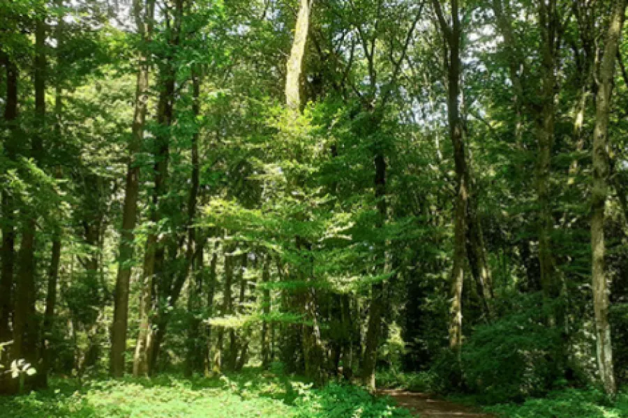 Photo de l'espace naturel du bois de la motte 