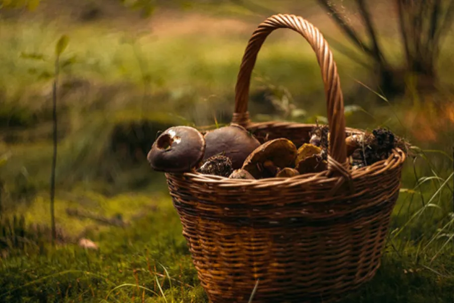 panier de champignons