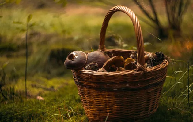 panier de champignons