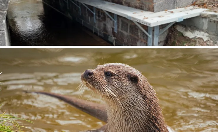 passage pour loutre